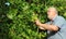 Senior man picking climbing beans in his garden.