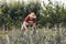 Senior man picking onion harvest from vegetable garden