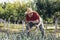 Senior man picking onion harvest from vegetable garden