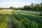 Senior man picks vegetables in idyllic organic garden