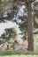 Senior man relaxing under a tree and reading a book in a park in the springtime, Beijing