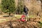 Senior man tilling ground soil with a rototiller in the garden.