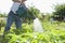 Senior Man Watering Plants In Allotment