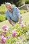 Senior man working in garden