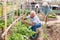 Senior man working with tomatoes seedlings, woman is watering