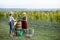 Senior man with young woman pressing grapes for wine production