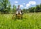 Senior man on zero turn lawnmower in meadow