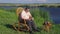 Senior Mature man reading book on rocking on a wicker rocking-chair