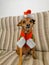 Senior miniature pinscher dog sitting on a sofa in a Christmas clothes .