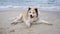Senior mixed breed dog lying down on the ground with serene ocean background