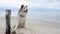 Senior mixed breed dog sitting on the ground with serene ocean background