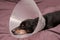 Senior Pet Treatment. A dachshund dog in Veterinary plastic Elizabethan collar on neck