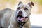 Senior Pitbull Terrier dog portrait