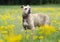 Senior Pitbull Terrier dog in yellow flowers portrait
