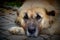 Senior Retired Kangal Shepherd Dog Portrait