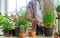 Senior retired man planting inside his home for happy retirement relaxing lifestyle