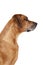 Senior Rhodesian Ridgeback Dog Portrait