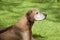 Senior Rhodesian Ridgeback Dog Portrait