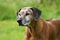 Senior Rhodesian Ridgeback Female