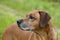 Senior Rhodesian Ridgeback Male