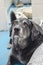 A senior shelter dog looks up from his kennel