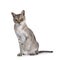 Senior Singapura cat on white background