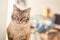 Senior tabby cat indoor portrait - blurred background and copy space