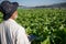 A senior tobacco grower uses a tablet to monitor the timing of tobacco planting