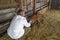 Senior Veterinarian Examining a Goat With Stethoscope at Goat Farm