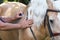 Senior veterinarian examining palomino horse