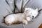 Senior west highland white terrier westie dog sleeping in a bean