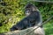 Senior Western Lowland Gorilla making eye contact with the camera