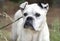 Senior White Boxer Bulldog mixed breed dog portrait