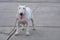 Senior white English bull terrier 13 year old standing on wide concrete courtyard