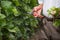 Senior winemaker cuts twigs in vineyard