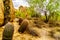 Senior Woman amidst Cacti and large Boulders in the Arizona Desert