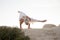 Senior Woman Arm Balance On Stone