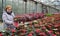 Senior a woman chooses a red and white poinsettia in a greenhouse. Christmas flower sale