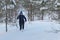 Senior woman cross country telemark skiing in snowy forest. Elderly retired baby boomer senior woman during outdoor physical