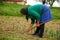 Senior woman cultivating beans