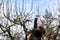 Senior woman is cutting branches, pruning fruit trees with shears
