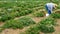 A senior woman farmer in a large straw hat is bent over as she picks strawberries in the garden.