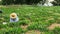 A senior woman farmer in a large straw hat is on her hands and knees.