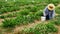 A senior woman farmer in a large straw hat is on her knees as she picks strawberries.