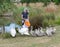 Senior woman feeds swan cygnets