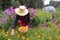 Senior woman gardener gathering marigold calendula medical flowers