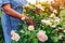 Senior woman gardener gathering roses flowers in garden. Middle-aged woman cutting roses off with pruner. Gardening