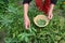 Senior woman gardener hands picking in basket fresh sage Salvia