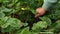 senior woman gardener remove old, useless, dried, unhealthy leaves, strawberry stolon, kind, runners