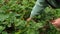 senior woman gardener remove old, useless, dried, unhealthy leaves, strawberry stolon, kind, runners